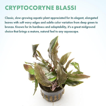 SubstrateSource Live Plants - Cryptocoryne Wendtii 'Florida Sunset' (Cryptocoryne wendtii) - Medium