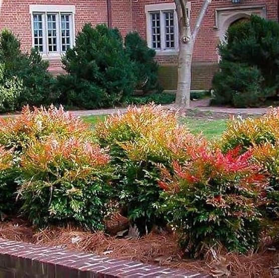 Nandina Gulf Stream - Nandina domestica. Compact Heavenly Bamboo | Year-Round Color | Low