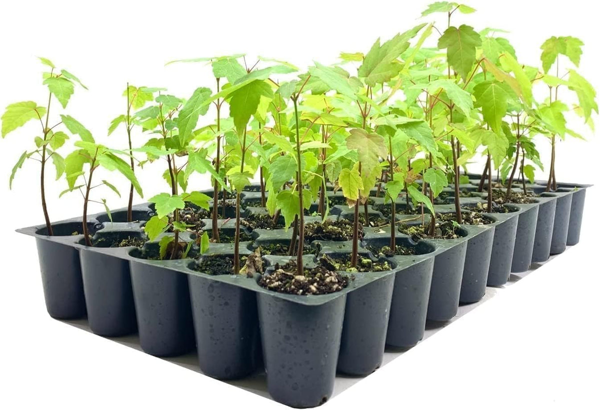 Red Maple Tree | 3 Live Trees | Acer rubrum | Native American Beauty Fast-Growing Shade Tree | Fall
