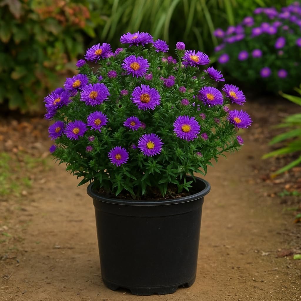 Perennial Farm Aster Novae-Angliae 'Purple Dome' – Live Dwarf New England Perennial in #1