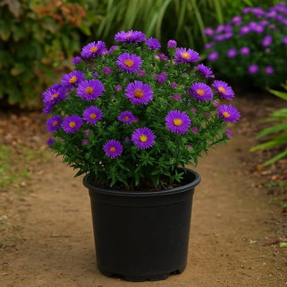 Perennial Farm Aster Novae-Angliae 'Purple Dome' – Live Dwarf New England Perennial in #1