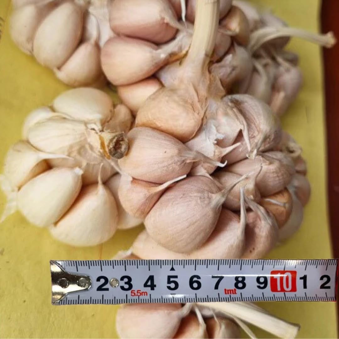 1 Pound Hard Neck Garlic for Planting in Fall, Big Garlic Bulb for Planting, Fresh and High Yield