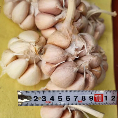 1 Pound Hard Neck Garlic for Planting in Fall, Big Garlic Bulb for Planting, Fresh and High Yield