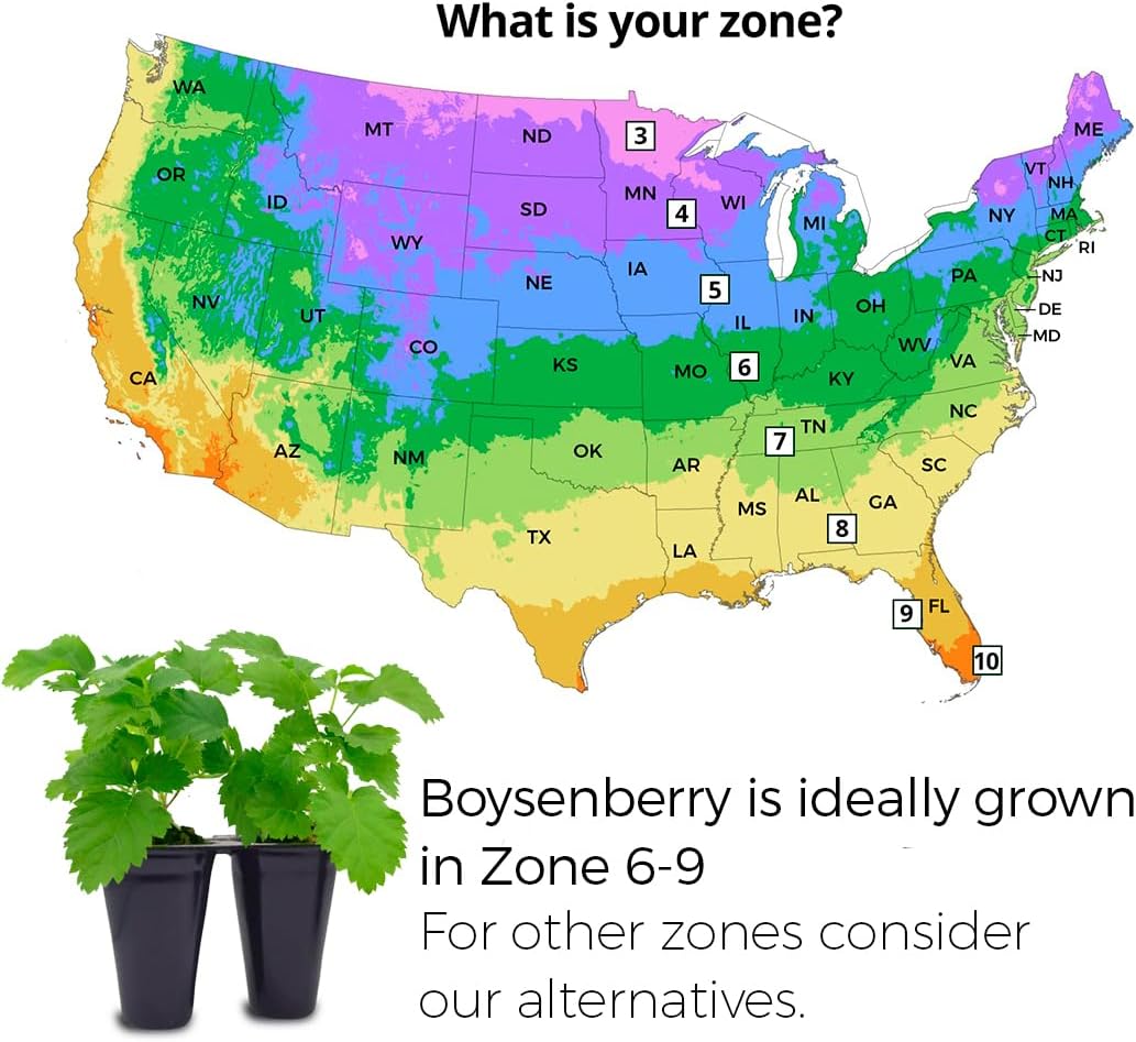 Thorny Boysenberry Plants (4 Pack) – Live Starter Plants for Planting, Vigorous Trailing Canes