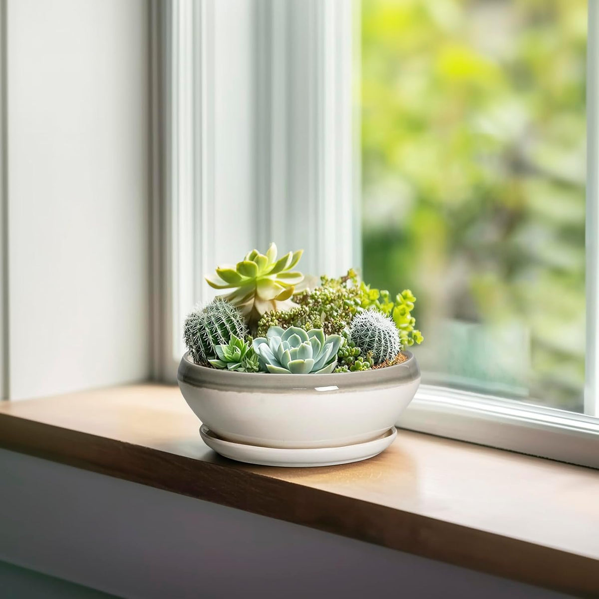 SQOWL Succulent Planters - 6 Inch Ceramic Bonsai Pots, Shallow Planter with Drainage Hole and