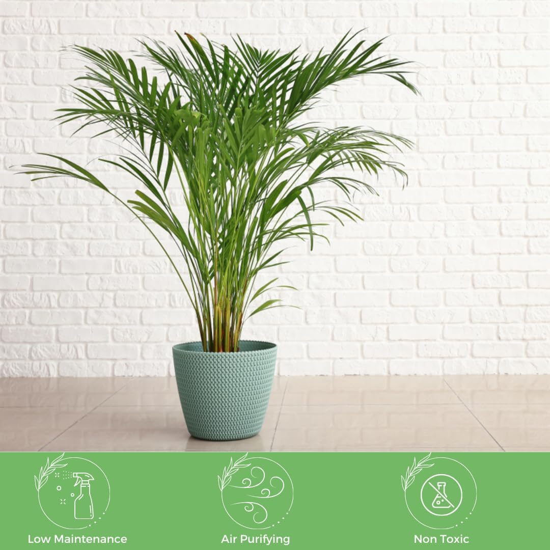 American Plant Exchange Live Areca Palm – 6-Inch Pot – Tropical Houseplant with Feathery Green