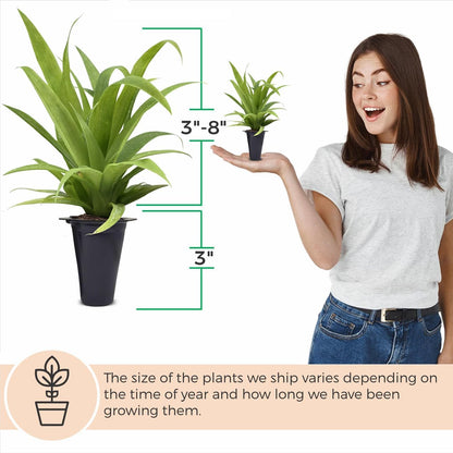 Pineapple Plant White Jade (4 Pack) | Grow Your own Food on Your Edible Organic Garden | Easy to