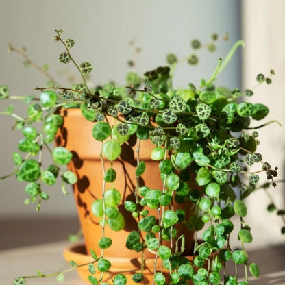 String of Turtles Plant Live, Trailing Succulent Vine, Rare Live Indoor Plant in Pot