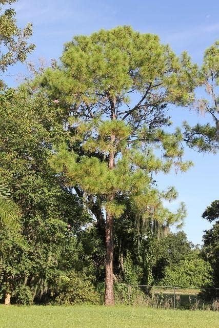 Slash Pine Tree | 30 Live Plants | Pinus Elliottii | Fast Growing Stately Shade Tree