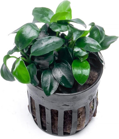 SubstrateSource Anubias Live Aquarium Plants - Potted Freshwater Plant for Fish Tanks, Terrariums
