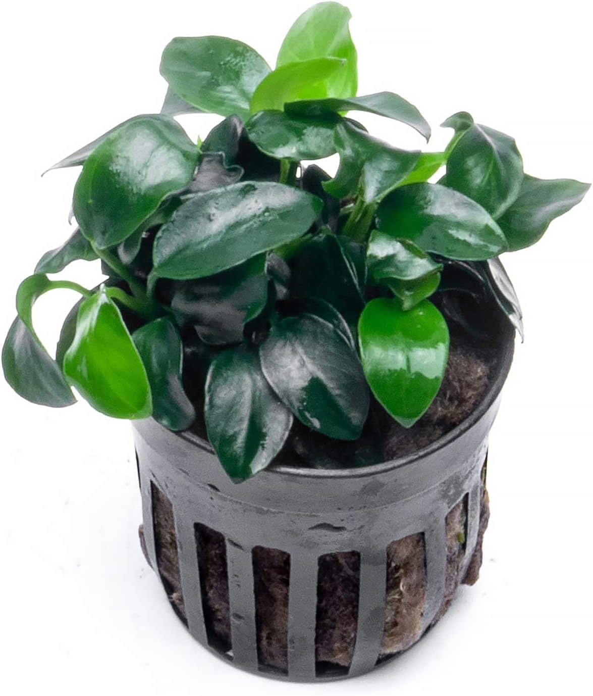 SubstrateSource Anubias Live Aquarium Plants - Potted Freshwater Plant for Fish Tanks, Terrariums