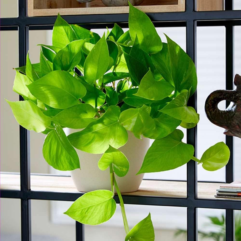 Pothos Golden Live Plant for Indoor | Different Houseplants in 4'' & 6'' Pot | Real House Plant for
