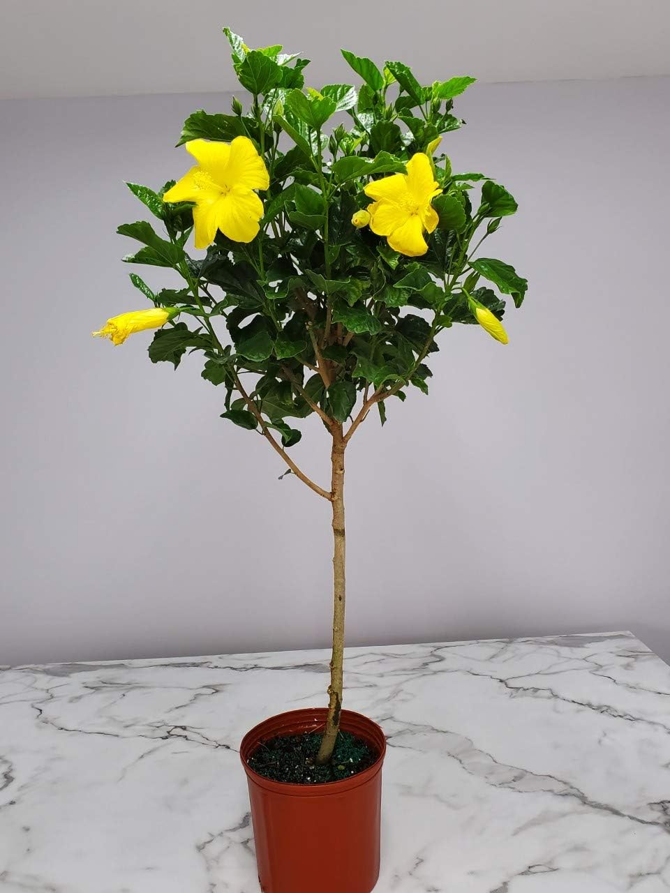 Hibiscus Tree - Yellow Ft. Myers - Overall Height 38" to 44" - Tropical Plants of Florida (Plant