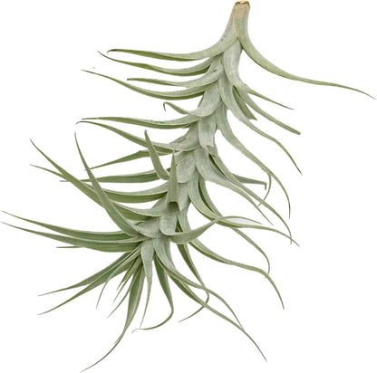 Live Air Plants - Tillandsia Albida 7-12" - 3ct – ragnaroc Live Indoor Plant - Live Arrival