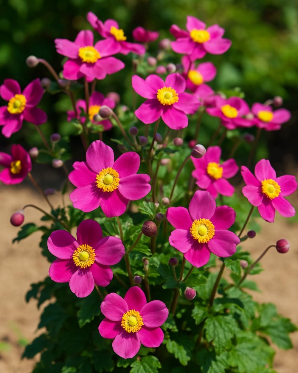 Perennial Farm Anemone x Hybrida Fantasy™ 'Red Riding Hood' – Live Windflower in #1 Container