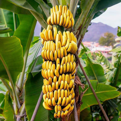 Banana Trees Grand Nain (4 Pack) | Easy to Grow Banana Plants | Edible Fruit Live Plant for