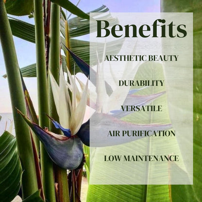 Bird of Paradise Plants Live (4-Pack), Strelitzia Plants with Perennial White Flowers