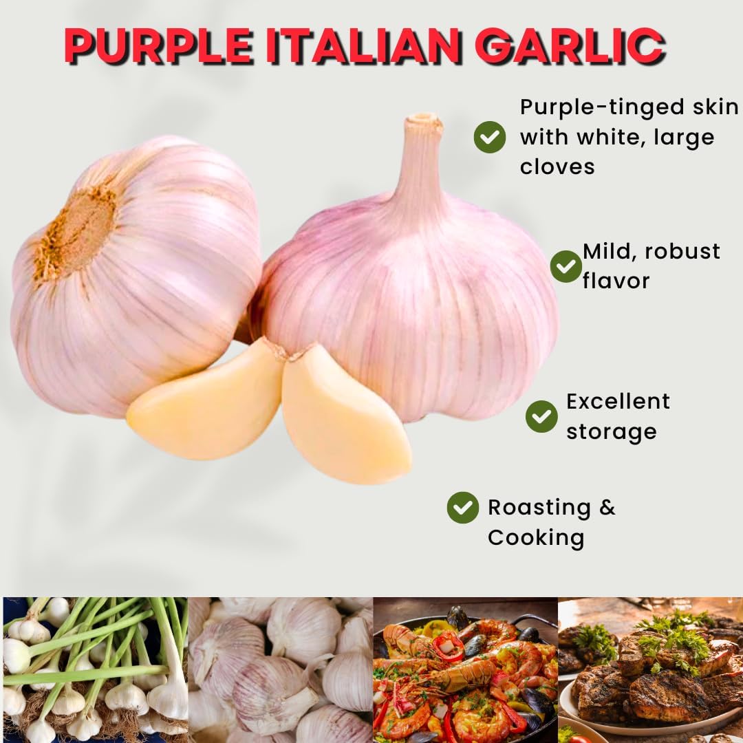 1 Pound Hard Neck Garlic for Planting in Fall, Purple Garlic Bulb for Planting, Fresh and High