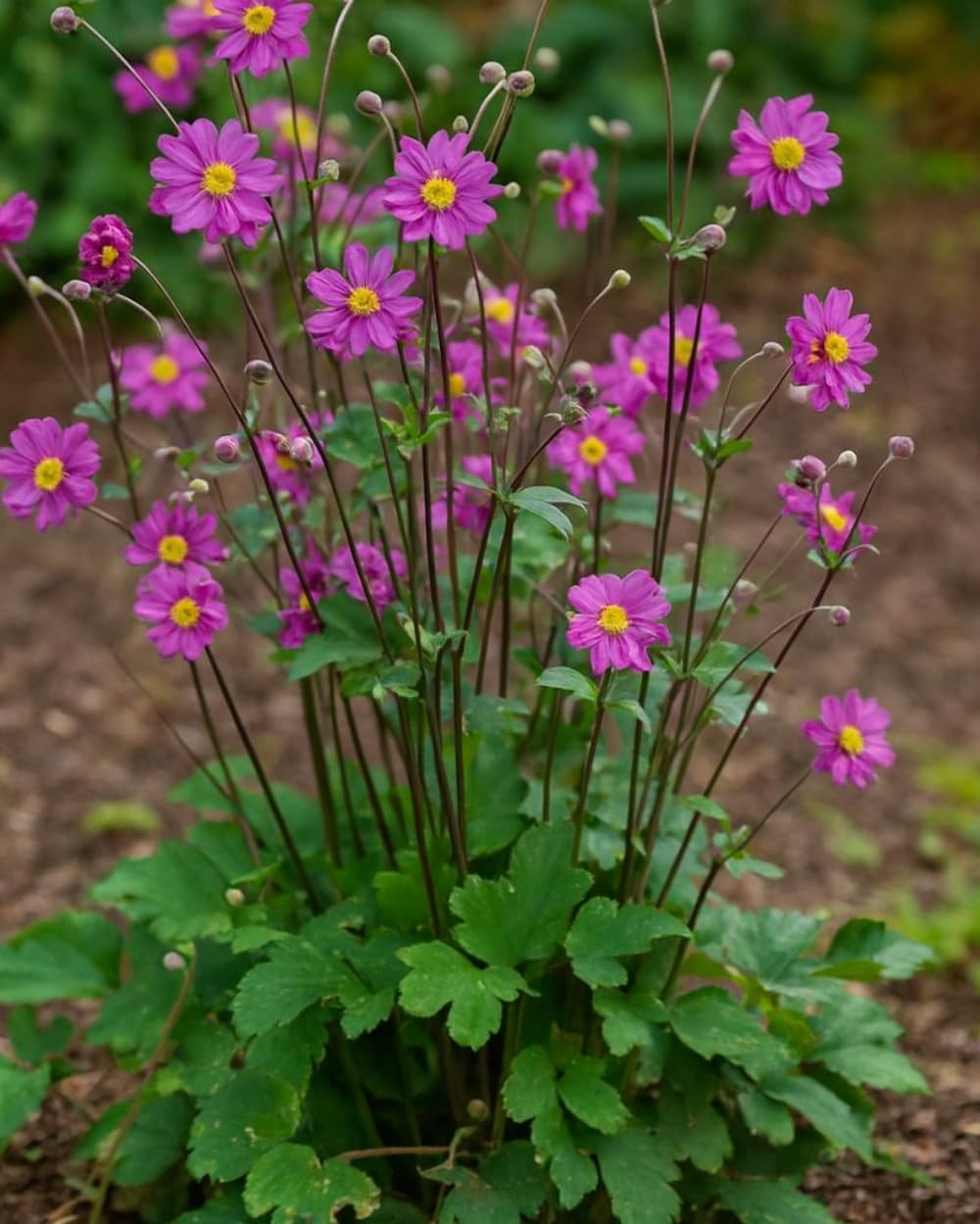 Perennial Farm Anemone x Hybrida 'Pamina' – Live Windflower in #1 Container, Semi-Double Deep