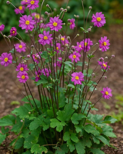 Perennial Farm Anemone x Hybrida 'Pamina' – Live Windflower in #1 Container, Semi-Double Deep