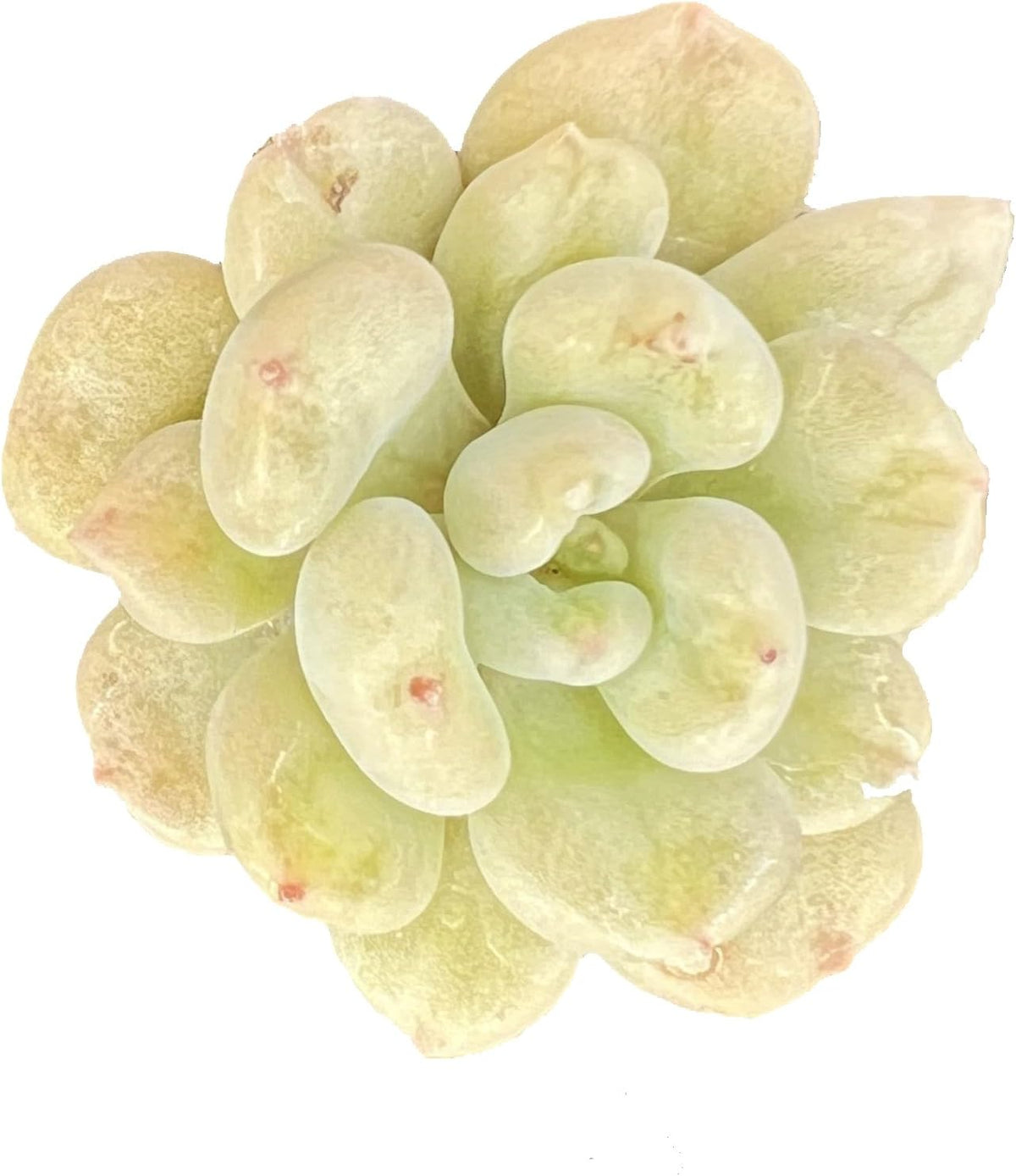 Sprout N Green Echeveria Bill Gates sp., Rare Live Succulent Plant Fully Rooted in 2" Planter with