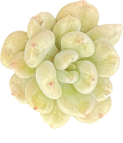 Sprout N Green Echeveria Bill Gates sp., Rare Live Succulent Plant Fully Rooted in 2" Planter with