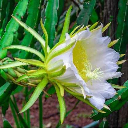 Dragon Fruit Edgar's Baby (4 Pack) | Real Live Fruit Plants for Sale | Rare Exotic Variety | Sweet