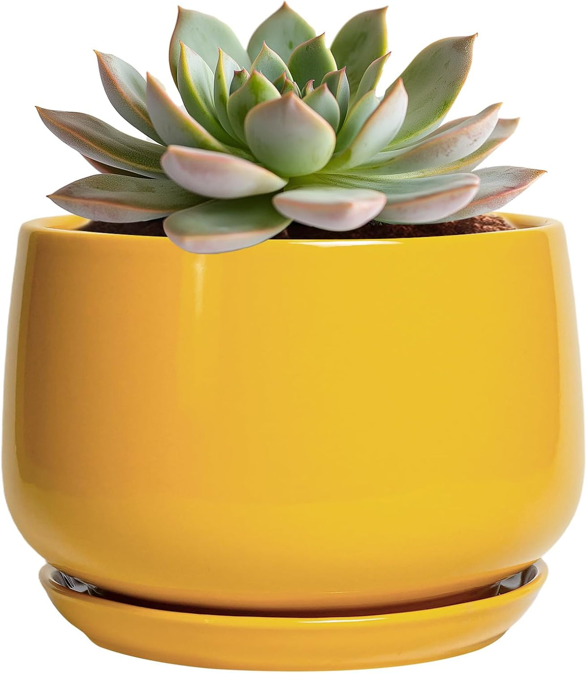 G EPGardening Ceramic Plant Pot - 6 Inch Ceramic Planter with Drainage Hole and Tray, Modern Round
