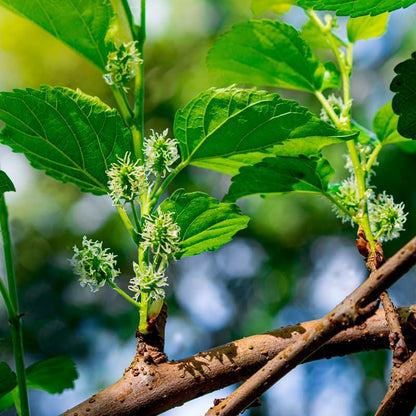 Mulberry Dwarf Everbearing Plant (4 Pack) | Real Live Fruit Plants for Sale| Easy to Grow Live