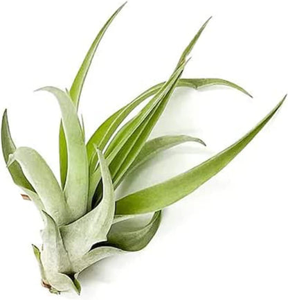 ragnaroc Air Plants - Tillandsia Capitata (Peach), Large 5-7” - 1 ct - Live Arrival Guaranteed