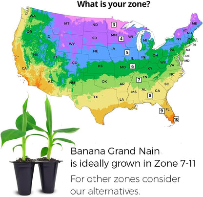 Banana Trees Grand Nain (4 Pack) | Easy to Grow Banana Plants | Edible Fruit Live Plant for