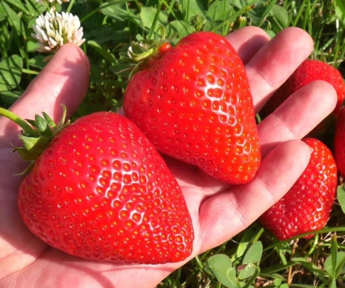 BigBloom Strawberry Plants - Grow Giant Strawberries - Bare Root Plants (20 Plants)