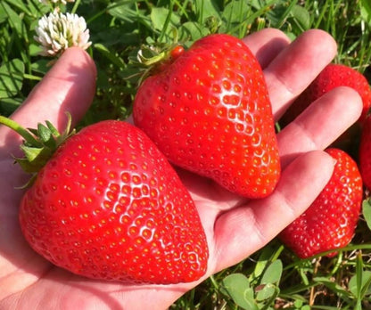 BigBloom Strawberry Plants - Grow Giant Strawberries - Bare Root Plants (20 Plants)
