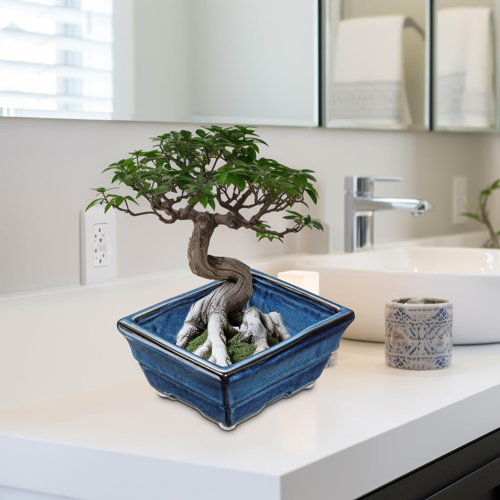Blue Glazed Ceramic Bonsai Tree Pots with Drainage Hole, Set of 2 Rectangular Bonsai Pots Planters