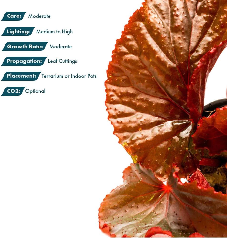 SubstrateSource Live Jungle Plants - Begonia Arabian Sunset (Begonia sp.) - Medium to High Light