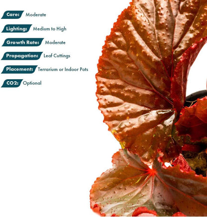SubstrateSource Live Jungle Plants - Begonia Arabian Sunset (Begonia sp.) - Medium to High Light