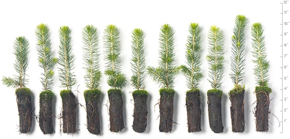Norway Spruce Tree Seedlings | 6"-12" | Arbor Day Foundation (10-Pack)
