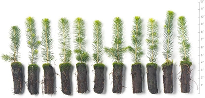 Norway Spruce Tree Seedlings | 6"-12" | Arbor Day Foundation (10-Pack)