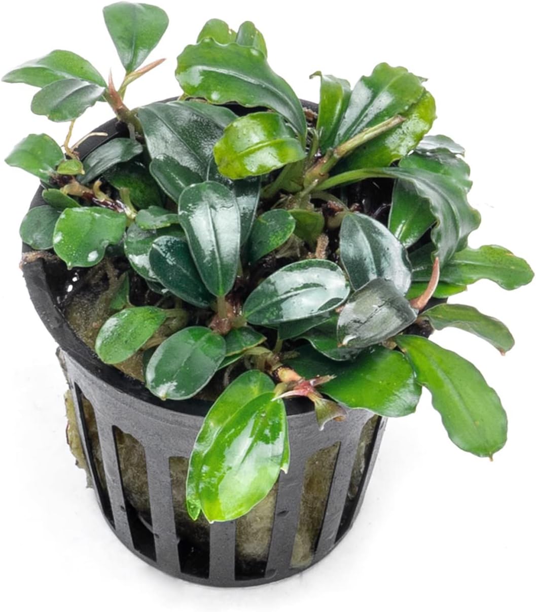 SubstrateSource Bucephalandra Brownie Blue Potted Live Aquarium Plant - Natural Freshwater Fish
