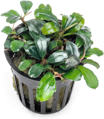 SubstrateSource Bucephalandra Brownie Blue Potted Live Aquarium Plant - Natural Freshwater Fish