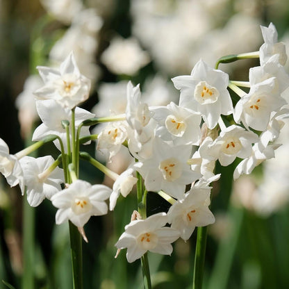 Fantastic Fragrant Paperwhite Narcissus ‘Ziva’ Flowers – 3 Premium Daffodil Bulbs | Easy Indoor or
