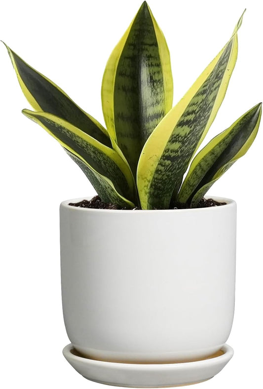 Indoor Plant Pot 5 Inch - Round Ceramic Planter for Succulent Plants with Drainage Hole and Saucer