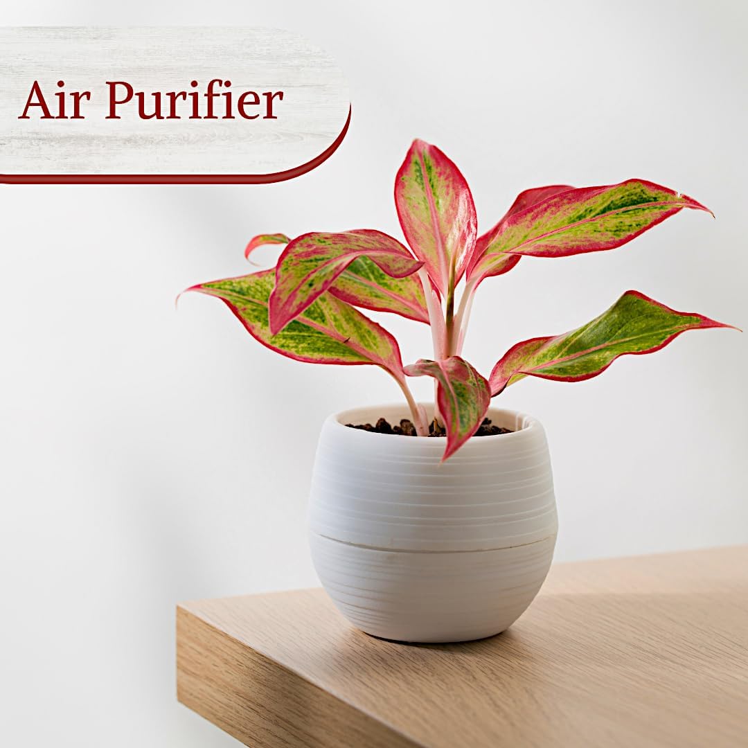 Aglaonema Live Plant Collection (4-Pack) - Chinese Evergreen Plants in 2-Inch Pots | Easy-Care
