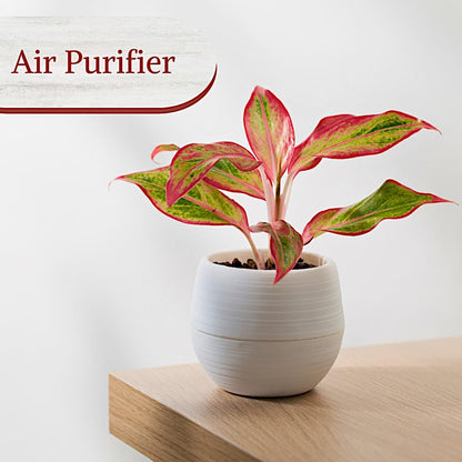 Aglaonema Live Plant Collection (4-Pack) - Chinese Evergreen Plants in 2-Inch Pots | Easy-Care