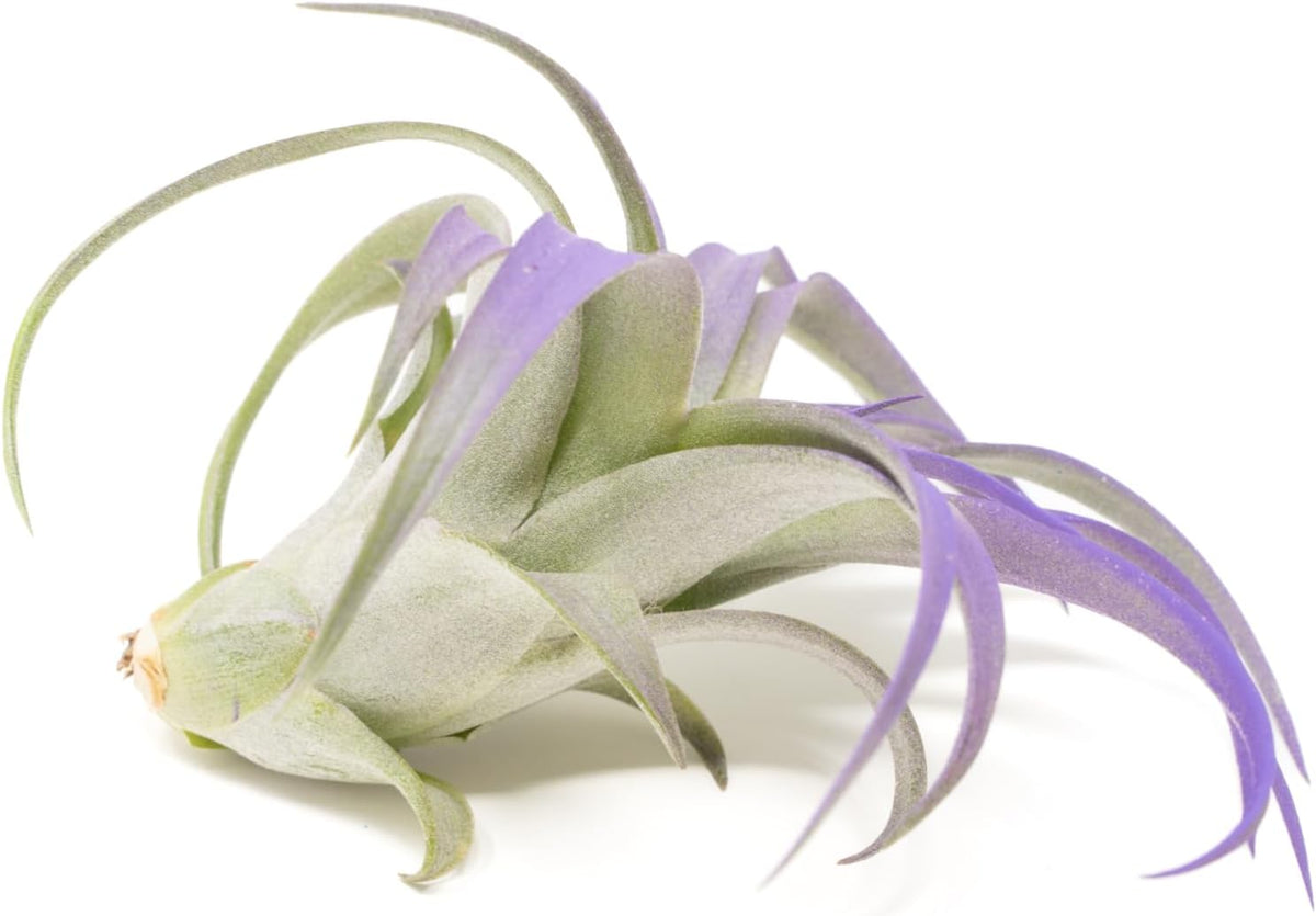 Purple Colorful Tillandsia Air Plants - Long Lasting Color Enhanced Live Tillandsia Succulent House