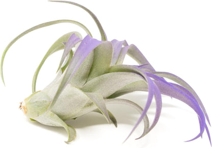 Purple Colorful Tillandsia Air Plants - Long Lasting Color Enhanced Live Tillandsia Succulent House