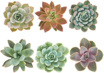 Shop Succulents Rosette Succulent Plant Pack Collection - Live Mini Succulent Plants, Low