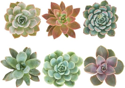 Shop Succulents Rosette Succulent Plant Pack Collection - Live Mini Succulent Plants, Low