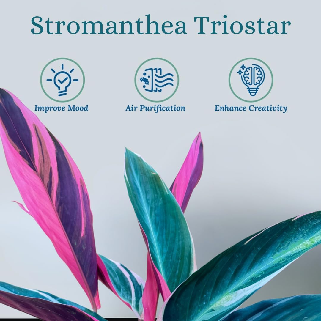 Stromanthe Triostar - Colorful Live Indoor Plant, Calathea Prayer Plant, Air Purifier & Elegant