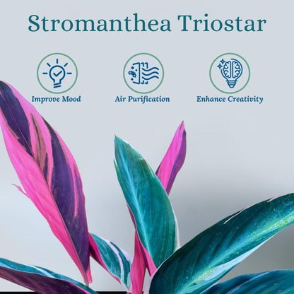 Stromanthe Triostar - Colorful Live Indoor Plant, Calathea Prayer Plant, Air Purifier & Elegant